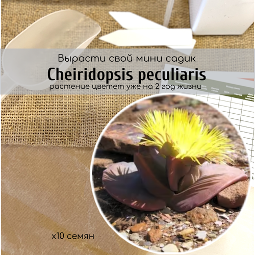   Cheiridopsis PECULIARIS       ,  340