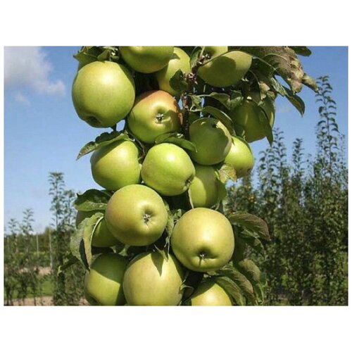 Яблоня колоновидная Гирлянда ( 1-2 года 40-60 см С3,5 ), цена 1991р