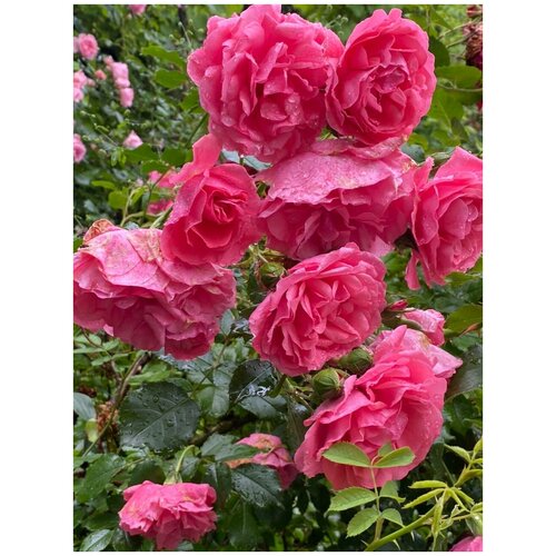 Роза Плетистая Розариум Ютерсен (Rose Rosarium Uetersen) Саженец/30-40 см./2 года/3л/Закрытая (ЗКС), цена 1246р
