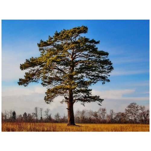   (. Pinus sylvestris)  50,  420