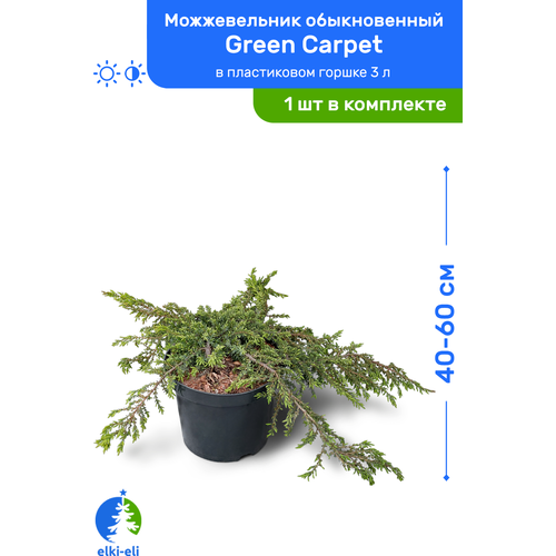 Можжевельник обыкновенный Green Carpet (Грин Карпет) 40-60 см в пластиковом горшке 3 л, саженец, хвойное живое растение, цена 2750р