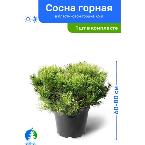 Сосна горная 60-80 см в пластиковом горшке 7,5 л, саженец, хвойное живое растение, цена 12950р