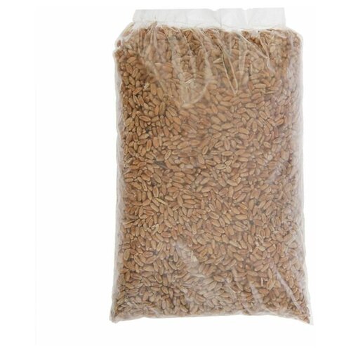 Семена Пшеница, 0,3 кг, цена 210р