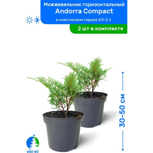 Можжевельник горизонтальный Andorra Compact (Андорра Компакт) 30-50 см в пластиковом горшке 0,9-3 л, саженец, хвойное живое растение, комплект из 2 шт, цена 4100р
