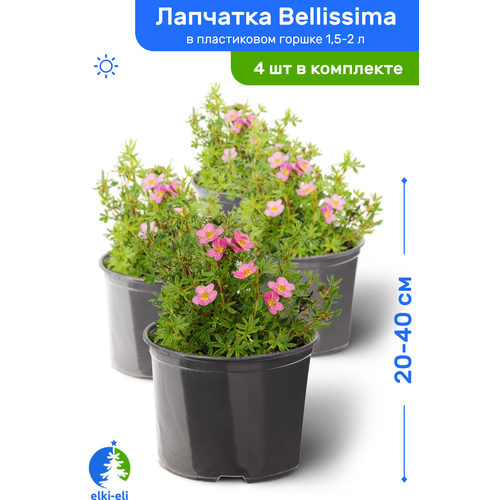 Лапчатка Bellissima (Белисима) 20-40 см в пластиковом горшке 1,5-2 л, саженец, лиственное живое растение, комплект из 4 шт, цена 4543р