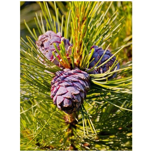    /    / Pinus sibirica, 120 ,  750