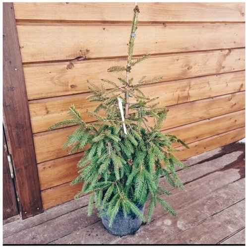 Ель обыкновенная Норкопинг (Picea abies Norrkoping) h 80-100, цена 3800р