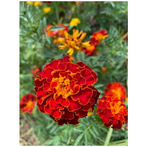     / Tagetes, 100 ,  360