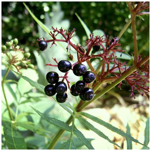   (. Sambucus ebulus)  25,  390