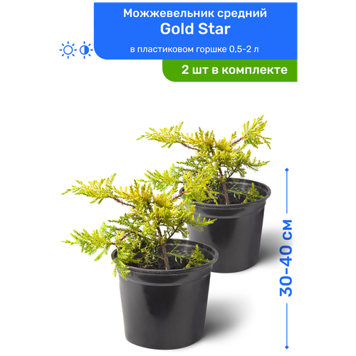 Можжевельник средний Gold Star (Голд Стар) 30-40 см в пластиковом горшке 0,5-2 л, саженец, хвойное живое растение, комплект из 2 шт, цена 2990р