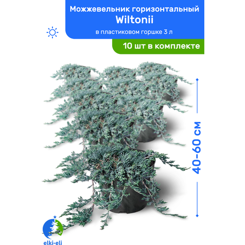 Можжевельник горизонтальный Wiltonii (Вилтони) 40-60 см в пластиковом горшке 3 л, саженец, живое хвойное растение, комплект из 10 шт, цена 21500р