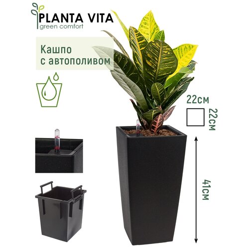  PLANTA VITA 