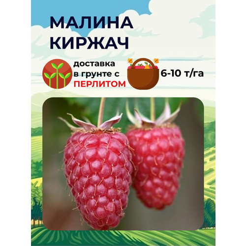 Малина красная Киржач ( 1-2 года 20-40 см С2 ), цена 1367р