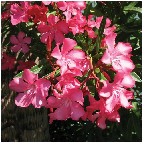    (. Nerium Oleander)  20,  560 MagicForestSeeds