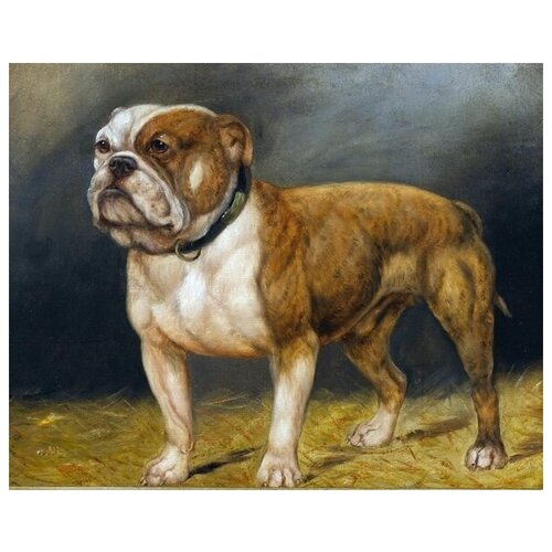    (Bulldog) 63. x 50.,  2360