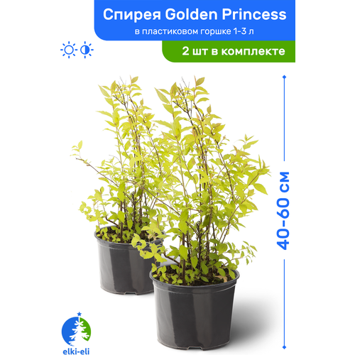 Спирея японская Golden Princess (Голден Принцесс) 40-60 см в пластиковом горшке 1-3 л, саженец, лиственное живое растение, комплект из 2 шт, цена 2990р