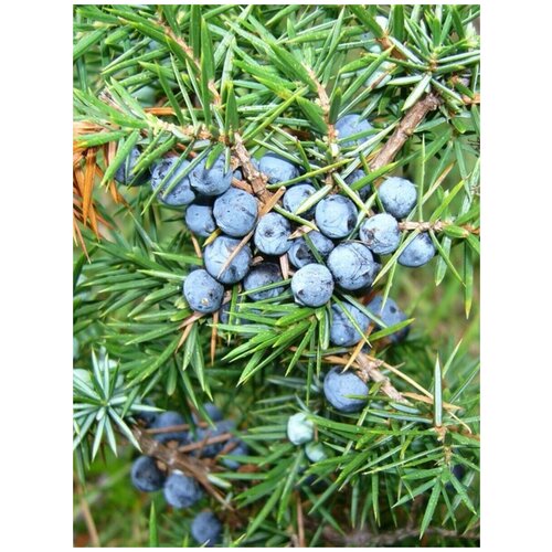    () / Juniperus communis, 90 ,  828