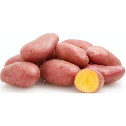 Картофель сорта Розара, в сетке 2 кг,семенной селекционный, хорошо переносящий засуху, холода и обильные осадки. Репродукция Элита., цена 957р