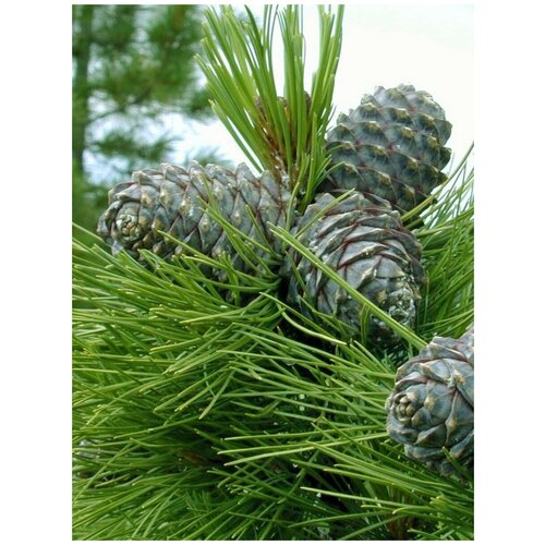    (Pinus sibirica), 30 ,  380