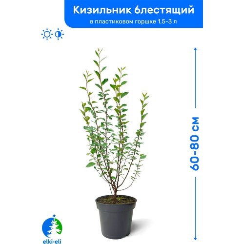 Кизильник блестящий 60-80 см в пластиковом горшке 1,5-3 л, саженец, лиственное живое растение, цена 1045р
