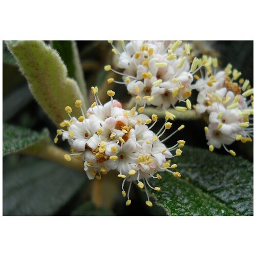    (. Viburnum rhytidophyllum)  15,  370 MagicForestSeeds