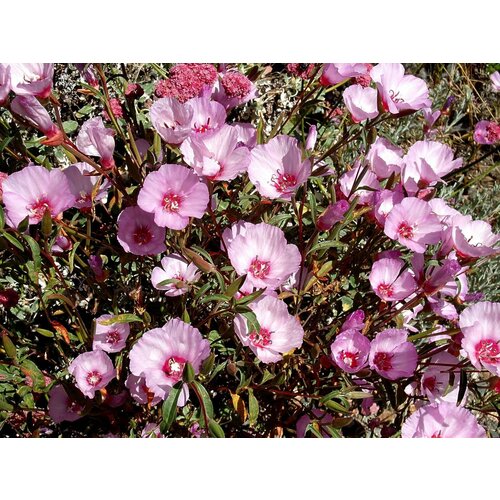     -  (. Clarkia unguiculata)  30,  360 MagicForestSeeds