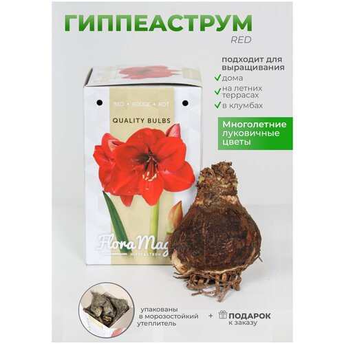 Гиппеаструм белый, многолетние луковичные цветы для сада и дачи, 1 шт, цена 2500р