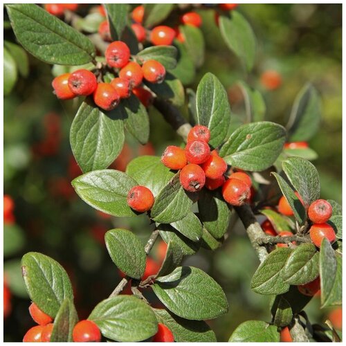    (. Cotoneaster microphyllus)  15,  380 MagicForestSeeds
