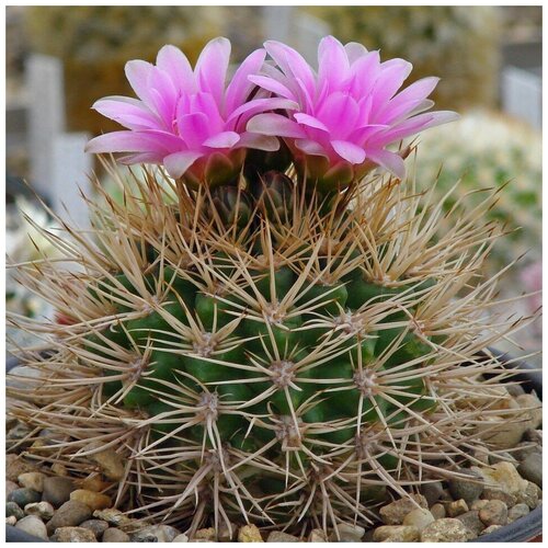     Gymnocalycium neuhuberi GN-77 10 .,  350