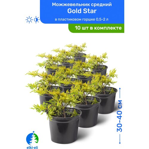 Можжевельник средний Gold Star (Голд Стар) 30-40 см в пластиковом горшке 0,5-2 л, саженец, хвойное живое растение, комплект из 10 шт, цена 12950р