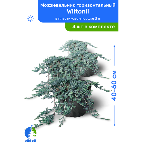 Можжевельник горизонтальный Wiltonii (Вилтони) 40-60 см в пластиковом горшке 3 л, саженец, живое хвойное растение, комплект из 4 шт, цена 9400р