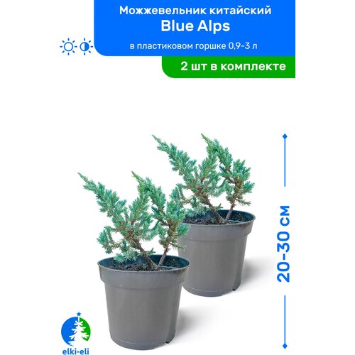 Можжевельник китайский Blue Alps (Блю Альпс) 20-30 см в пластиковом горшке 0,9-3 л, саженец, хвойное живое растение, комплект из 2 шт, цена 2390р