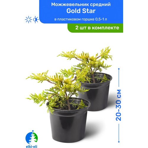Можжевельник средний Gold Star (Голд Стар) 20-30 см в пластиковом горшке 0,5-1 л, саженец, хвойное живое растение, комплект из 2 шт, цена 2390р