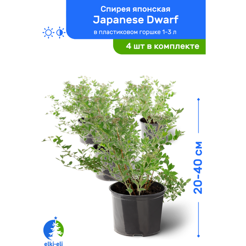 Спирея японская Japanese Dwarf (Джапаниз Дварф) 20-40 см в пластиковом горшке 1-3 л, саженец, лиственное живое растение, комплект из 4 шт, цена 5176р