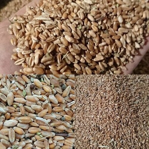 Пшеница 40кг, цена 3780р