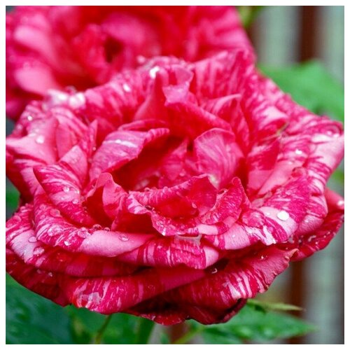 Саженец Роза чайно-гибридная Ред Интуишн, цена 1580р