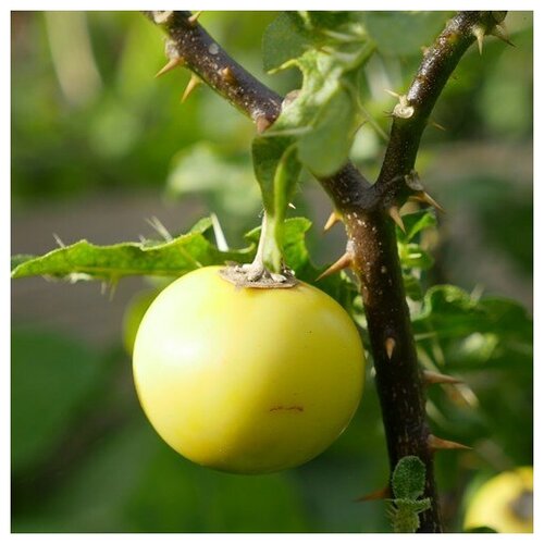    (. Solanum linnaeanum)  10,  330 MagicForestSeeds