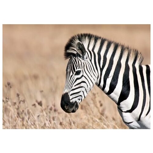     (Zebra) 6 71. x 50.,  2580