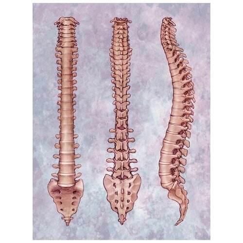     (Spine) 2 40. x 53.,  1800
