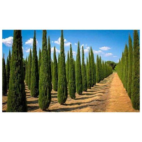    (. Cupressus Sempervirens)  50,  420 MagicForestSeeds