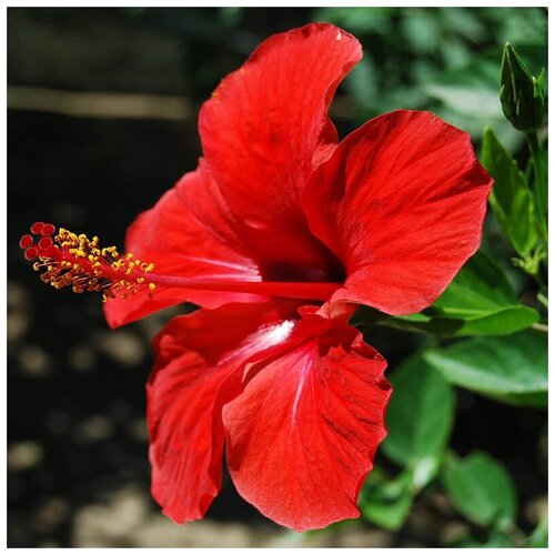    -   -  - (. Hibiscus rosa-sinensis) -   15,  390