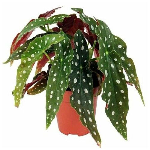  , Begonia MACULATA, ,  381