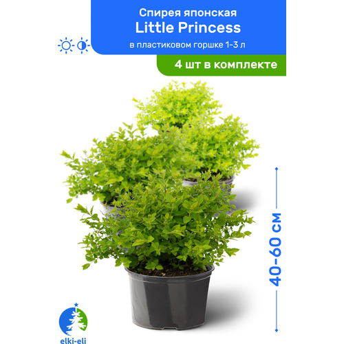 Спирея японская Little Princess (Литтл Принцесс) 40-60 см в пластиковом горшке 1-3 л, саженец, лиственное живое растение, комплект из 4 шт, цена 5580р