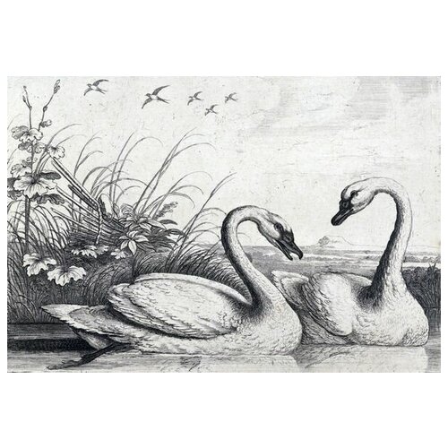     (Swans) 7 44. x 30.,  1330