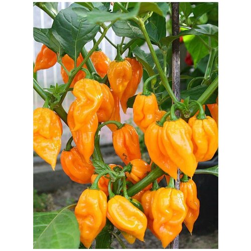    Bhut Jolokia orange /   , 5 ,  351