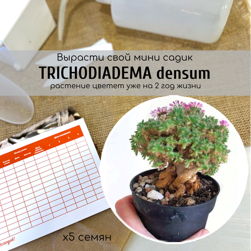    Trichodiadema densum /    ,  390
