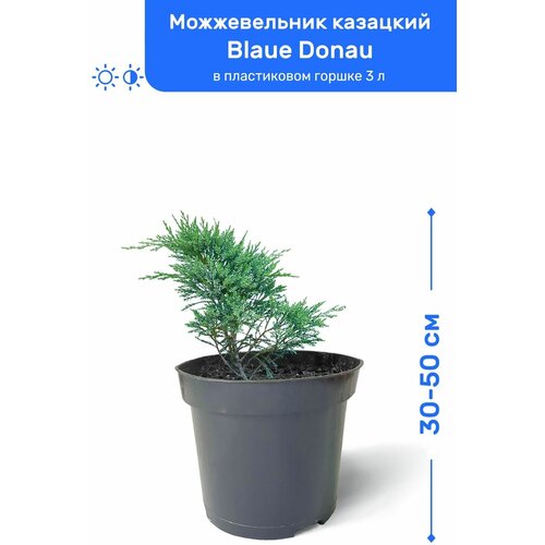 Можжевельник казацкий Blaue Donau (Блю Донау) 30-50 см в пластиковом горшке 0,9-3 л, саженец, хвойное живое растение, цена 2150р
