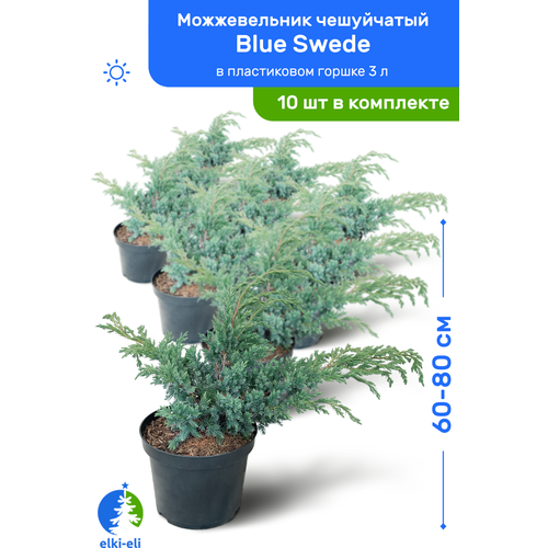 Можжевельник чешуйчатый Blue Swede (Блю Свид) 60-80 см в пластиковом горшке 3 л, саженец, хвойное живое растение, комплект из 10 шт, цена 35500р