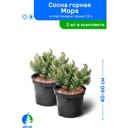 Сосна горная Mops 40-60 см в пластиковом горшке 7,5 л, саженец, хвойное живое растение, комплект из 2 шт, цена 17500р