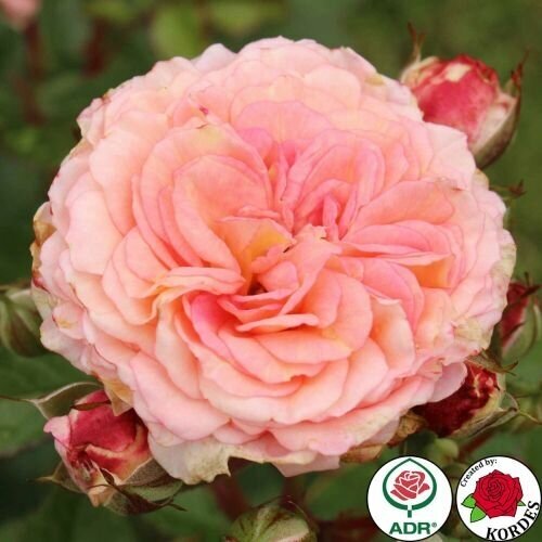 Роза флорибунда Amaretto, цена 1001р